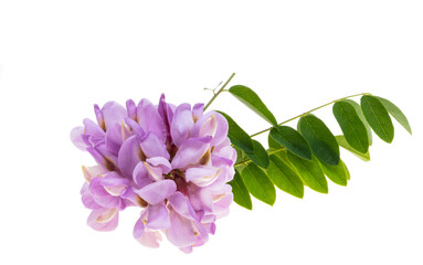 Fototapeta na wymiar lilac acacia isolated