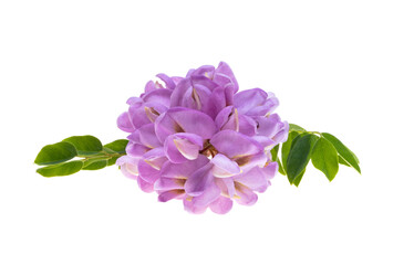 lilac acacia isolated