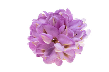 lilac acacia isolated