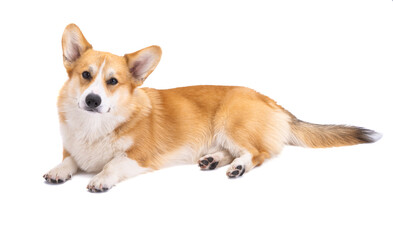 corgi isolated