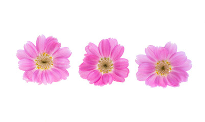 cineraria flower isolated