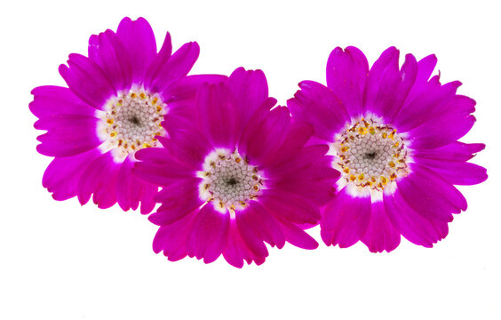 cineraria flower isolated