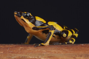 A portrait of a Harlequin Toad on a branch
