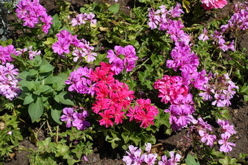 Obraz premium Top view of flowers of ivy-leaved pelargonium in shades of pink in July