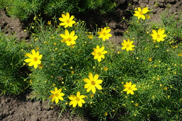 Several yellow flowers of Coreopsis verticillata in June