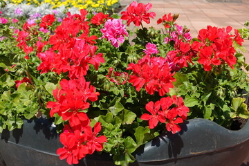 Fototapeta na wymiar Container with ivy-leaved pelargonium with red and pink flowers in June