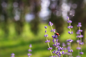 Red beetle on a lavender flower. Blurred background, space for text. Summer mood, lavender field.
