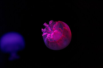 underwater shooting of beautiful cannonball jellyfish