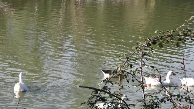 gęsi, dzika przyroda, ptak, zwierzę, natura, dziki, natura, na dworze, paek, kamień, widok,