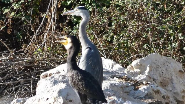 kormoran, dzika przyroda, ptak, zwierzę, natura, dziki, natura, na dworze, paek, kamień, widok,