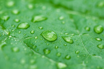 green leaf texture with water drops. raindrops on fresh green leaves background. 