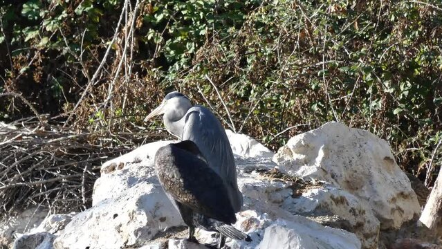 kormoran, dzika przyroda, ptak, zwierzę, natura, dziki, natura, na dworze, paek, kamień, widok,