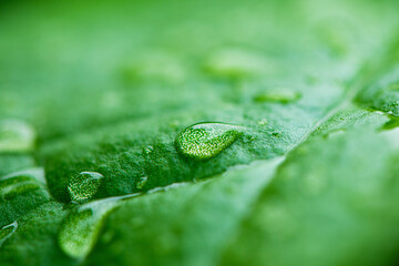 green leaf texture with water drops. raindrops on fresh green leaves background. 