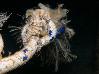 Beautiful seahorse attached to a rope