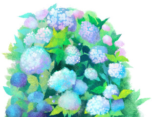 紫陽花のイラスト