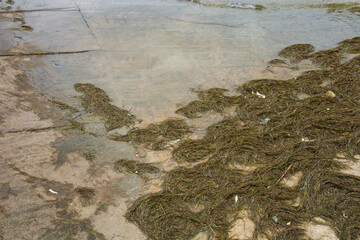 sea grass washed up on the harbor area during low tide