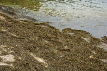 Large amount of sea grass lies on the shore at low tide