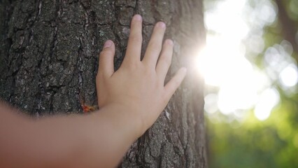 hand touch the tree trunk. ecology a energy forest nature concept. a kid hand touches a pine tree...