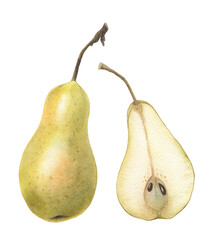 Hole pear and a half, watercolor hand drawn illustration isolated on a white background