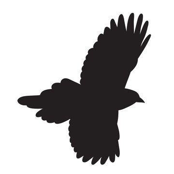 bird flying silhouette on white background vector