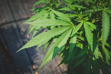 Marijuana plants blooming in the garden