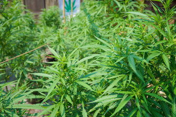 Marijuana plants blooming in the garden