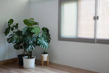 Monstera plant in a white pot Placed on a tiled wooden floor In a house with curtain blinds, Leave space for use.