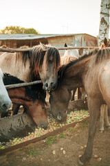 Horses resting in their paddock after a walk