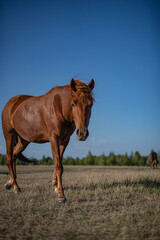 Obraz premium Horse in a field in summer