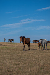 Horses in a field in summer