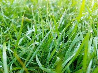 Green lush grass with dew drops after rain