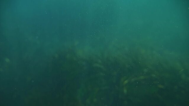 Organic microscopic entities illuminated by sunlight, set against marine life. Filmed in slow motion.