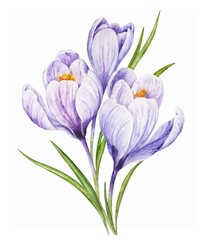 Watercolor illustration of spring flowers. Hands painted flowers of snowdrops and crocuses.