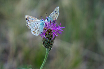 Blue butterflies on a flower