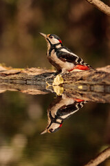 Obraz premium Great spotted woodpecker drinking from a pond
