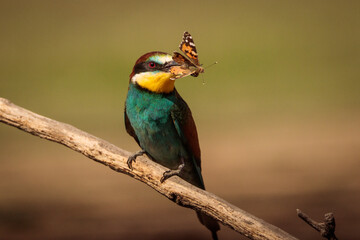 Bee-eater on a branch