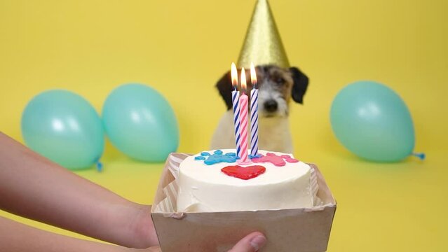 Dog in blur, focus on the cake. happy dog in party hat celebrating birthday, unrecognizable female owner holding b-day cake in hand greeting pet, presenting pie with with paw print and candle