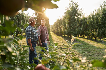 Two caucasian farmers walking along orchard field during sunset - obrazy, fototapety, plakaty