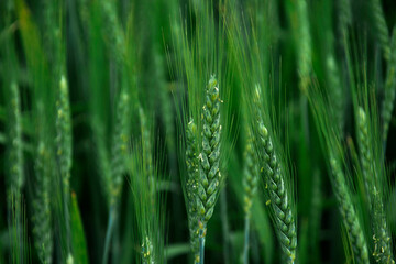 Fototapeta na wymiar ears of wheat