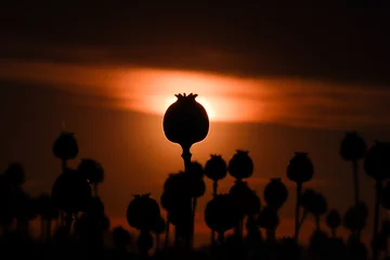 Fotobehang sunset on a poppy field © Gergo