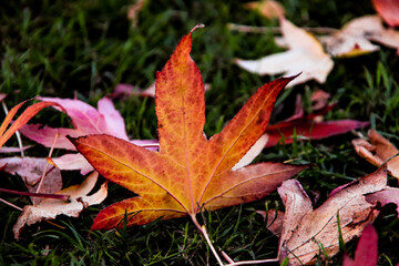 red maple leaf