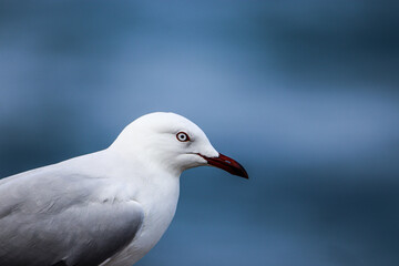 close up of a seagull