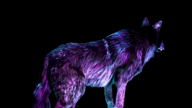 The wolf looks around alertly in the flourescent light. High quality animation of a wolf monster.