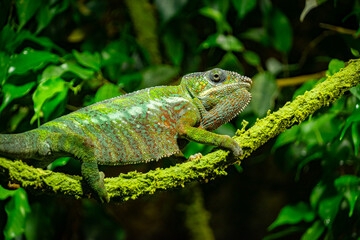 Camaleón verde en rama 