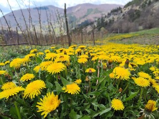 Fototapeta premium pure mountain flowers, dandelion