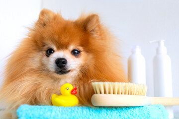 bathing and grooming dog. red ginger Pomeranian Spitz with duck and bath product and accessories. Clean, hygiene and care for pet