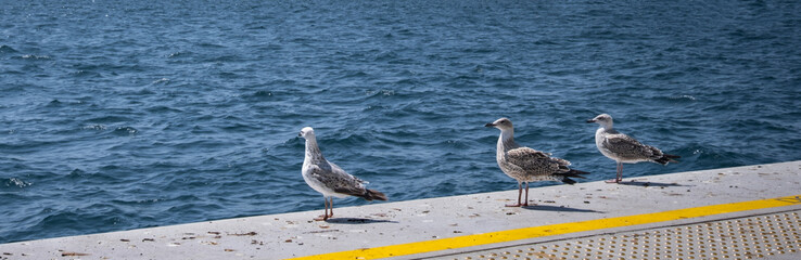 seagulls resting on the dock at the seaside