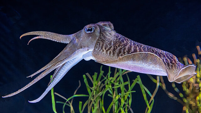 Close-up of a cuttlefish swimming underwater in an aquarium