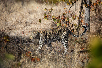 Leopard walking in bush, Kruger National Park, South Africa
