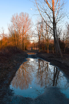 Tree reflections in a puddle in rural landscape, Rivalta, Piedmont, Italy